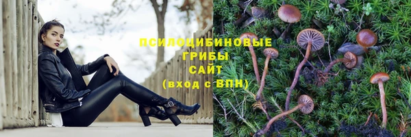 стафф Арсеньев